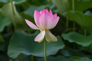 Lotus